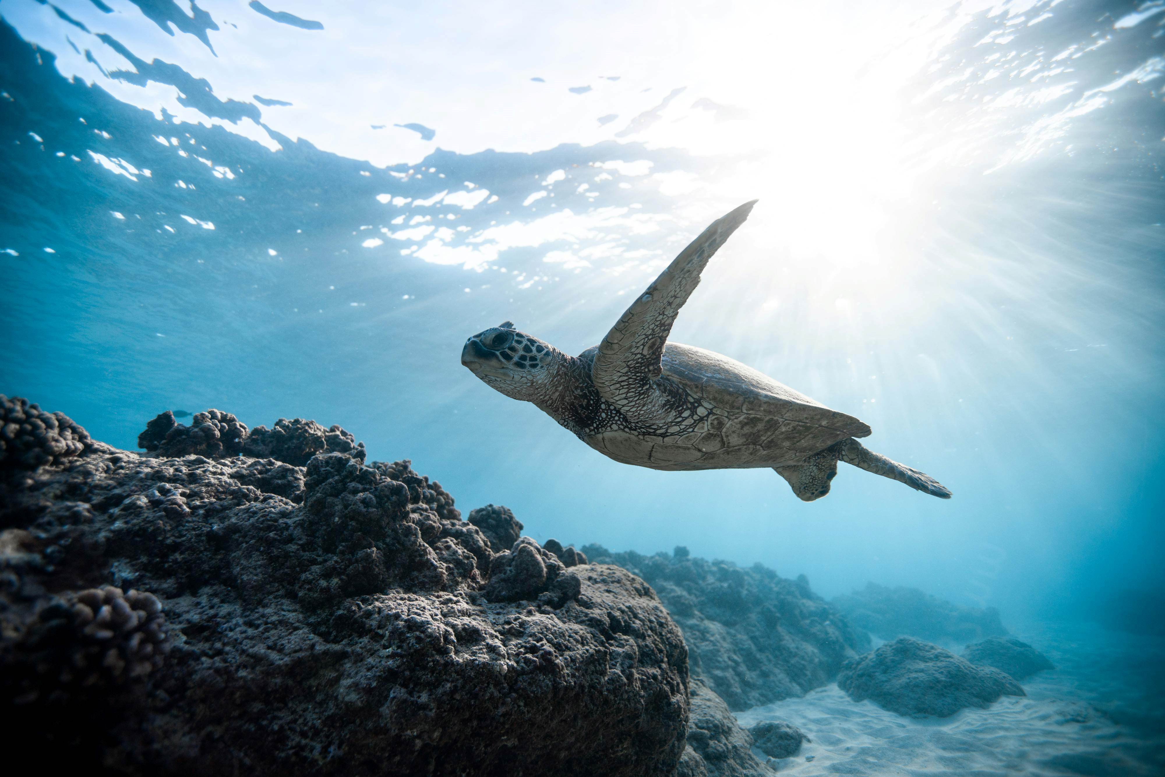 Glamox launches new wildlife and turtle-friendly marine lights