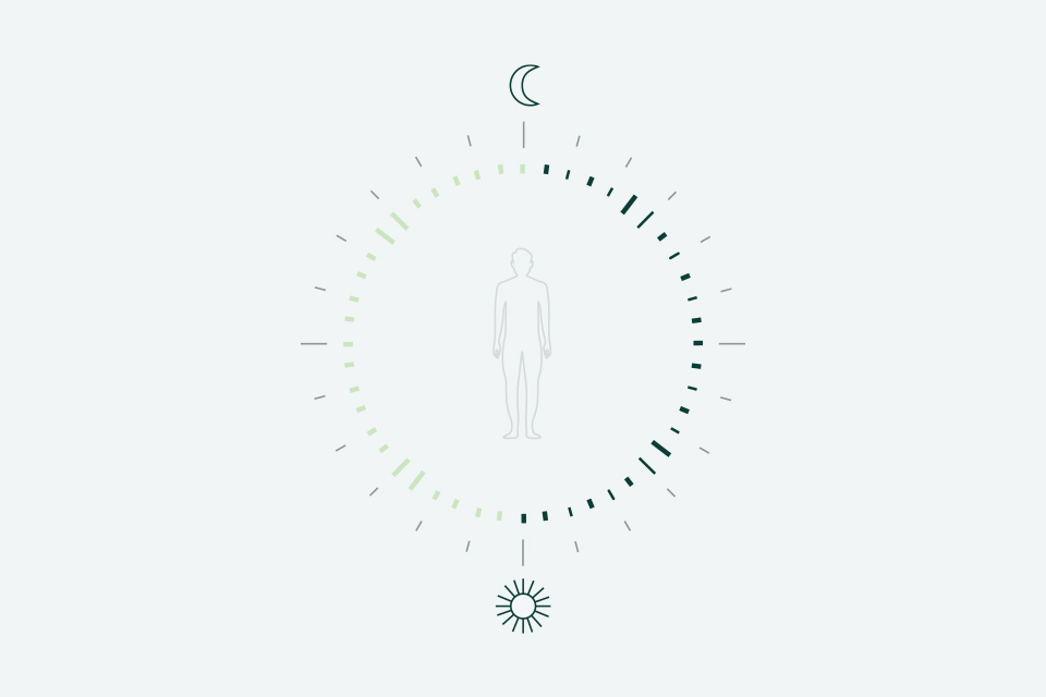 HCL light and human biology 2.jpg