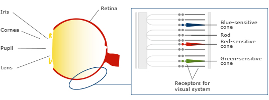 hcl_human-eye-retina.jpg