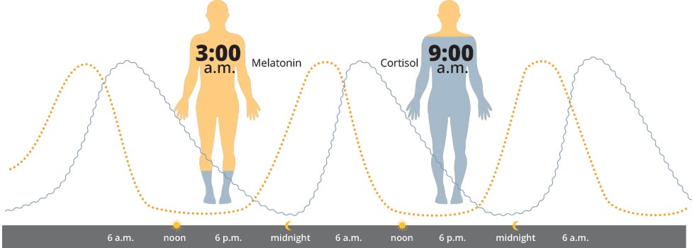 hcl_melatonin_cortisol.jpg